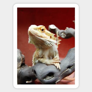 Bearded Dragon Sticker